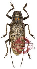 Batocera humeridens