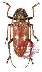 Batocera thomsoni