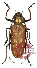 Batocera victoriana