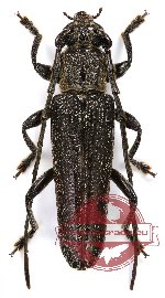 Cerambycidae sp. 27