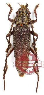 Cerambycidae sp. 28