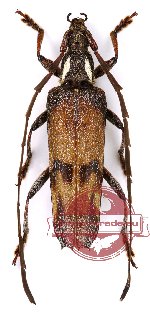 Cerambycidae sp. 30 (Coptopterus sp.)