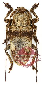 Cerambycidae sp. 16