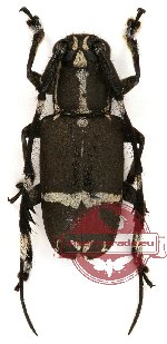 Cerambycidae sp. 18