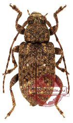 Cerambycidae sp. 38 (A-)