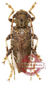 Cerambycidae sp. 40 (A-)