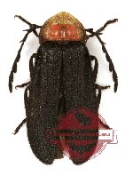 Lampyridae sp. 3
