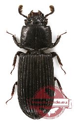 Passalidae sp. 4