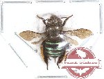 Amegilla sp. 3 (SPREAD) (A2)