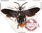 Scoliidae sp. 13 (SPREAD) (5 pcs)
