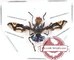 Diptera sp. 29 (SPREAD)