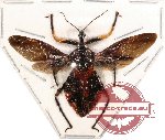 Reduvidae sp. 5A (SPREAD) (A-)