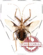 Reduvidae sp. 11 (SPREAD)