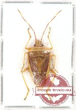 Pentatomidae sp. 5A