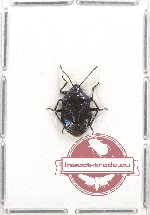 Pentatomidae sp. 6 (A2)