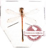 Odonata sp. 27 Coenagrionidae (Agriocnemis ?) (SPREAD)