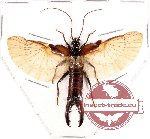 Dermaptera sp. 11 (SPREAD) (A2)
