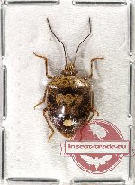 Pentatomidae sp. 6A (not spread)
