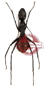 Camponotus gigas (10 pcs)