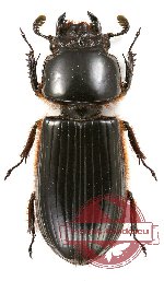 Passalidae sp. 8 (10 pcs)
