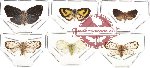 Scientific lot no. 11 Homoptera - Nogodiniidae (6 pcs - 1 pc A2)