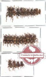Scientific lot no. 20 Cerambycidae (24 pcs) (A2)