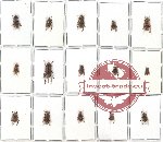 Scientific lot no. 19 Cerambycidae (15 pcs)
