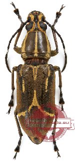 Xenocerus sp. 1