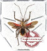 Reduvidae sp. 13 (SPREAD) (A-)