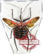 Reduvidae sp. 13A (SPREAD) (A-)