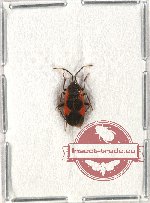 Heteroptera sp. 59