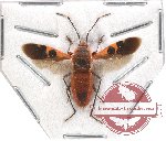 Heteroptera sp. 61 (SPREAD) (A-)