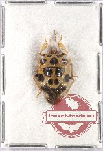 Heteroptera sp. 63 (A-)