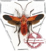 Heteroptera sp. 36 (SPREAD) (A2)