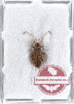 Heteroptera sp. 43