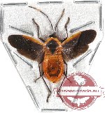 Heteroptera sp. 47 (10 pcs) (SPREAD)