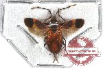 Heteroptera sp. 51 (SPREAD) (A2)