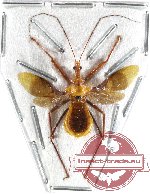 Reduvidae sp. 8 (SPREAD) (A-)