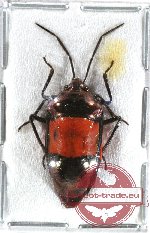 Scutellarinae sp. 16