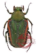 Taeniodera minanga (PARATYPES)