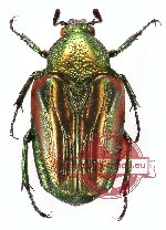 Taeniodera minanga (PARATYPES) (male A-, female A)