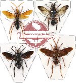Scientific lot no. 51 Hymenoptera (4 pcs) SPREAD
