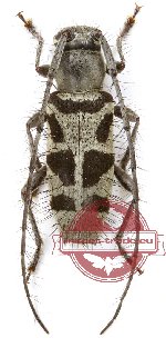 Driopea excavatipennis