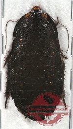 Blattodea sp. 37 (A2)