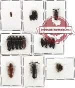 Scientific lot no. 12 Eucnemidae (21 pcs - 5 pcs A2)