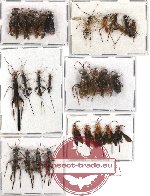Scientific lot no. 49 Hymenoptera (27 pcs A-, A2)