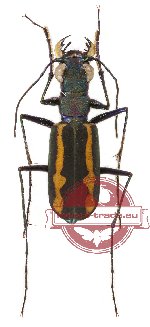 Callochroa bramani (A2)