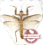 Mantidae sp. 14