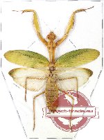 Mantidae sp. 13