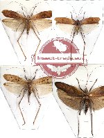 Scientific lot no. 8 Orthoptera (4 pcs) (3 pcs A-)